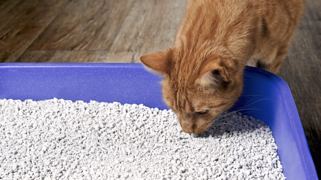 Trägermaterial mit ähnlichen Eigenschaften wie Katzenstreu
